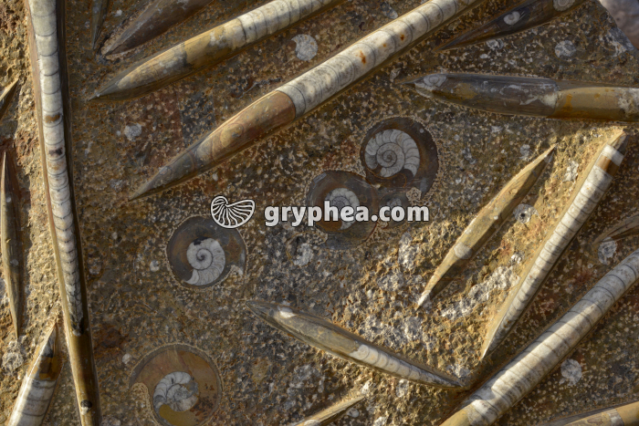 Orthocères et ammonites (Maroc) - gryphea.com